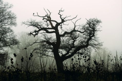 Spooky tree- Contributor: FreeImages